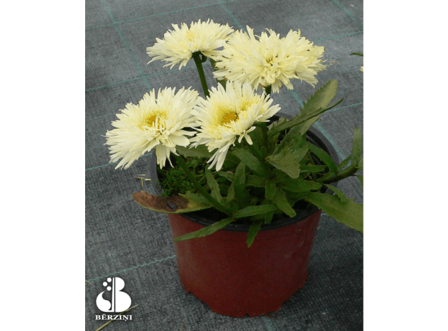 Leucanthemum × superbum   'Real Glory'